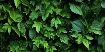 物业适合种什么树叶植物？