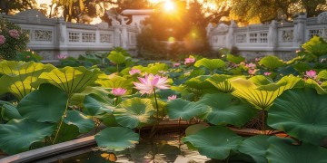 金地芙蓉世家究竟是什么物业？